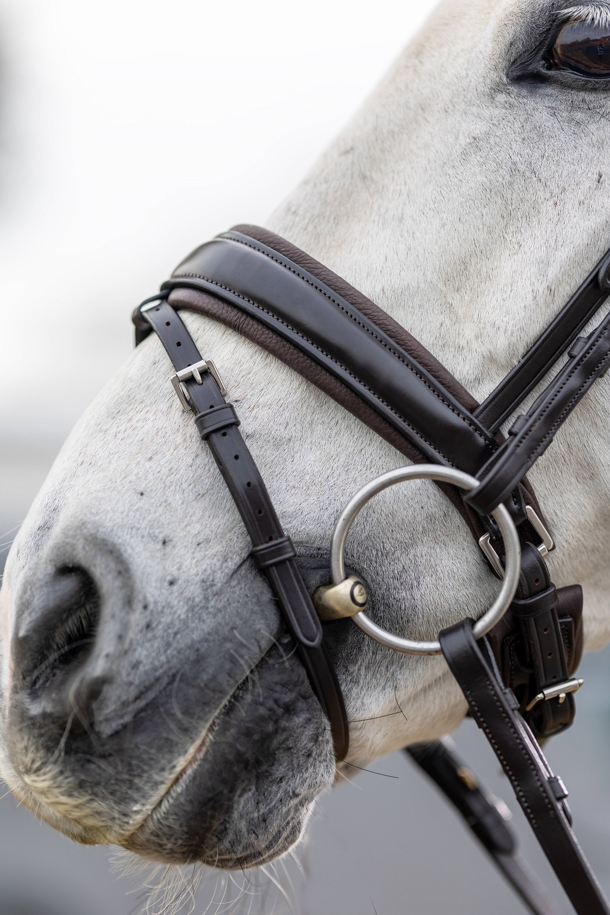 LeMieux Kudos Classic Dressage Bridle, Dressurtrense, Trense