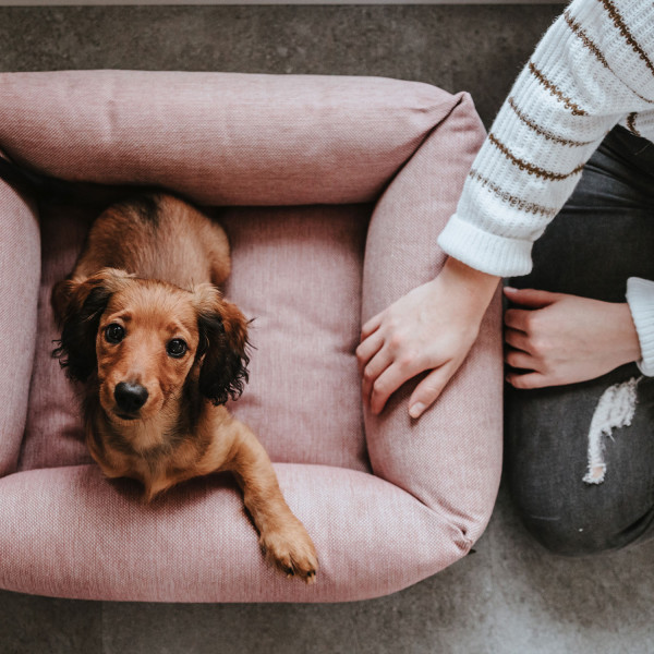 Hunter Hundesofa Inari