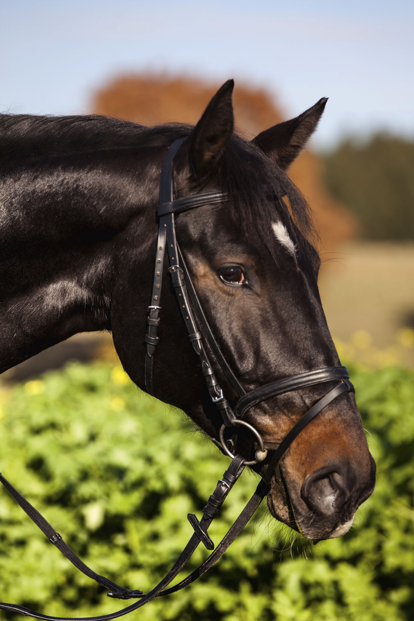 Covalliero Trensenzaum Standard, Leder, schwarz