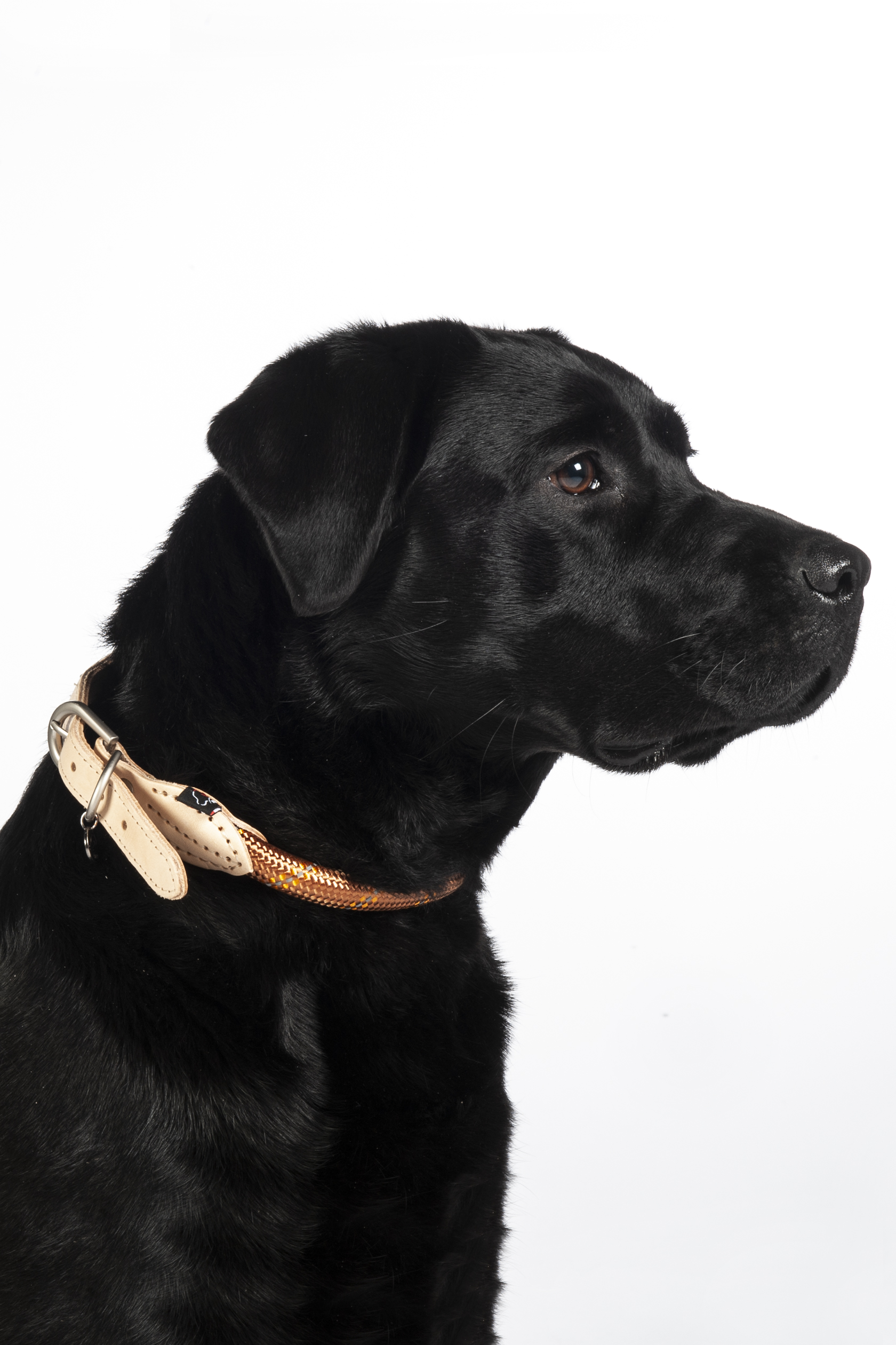 HKM Hundehalsband "Anam Cara" Tau