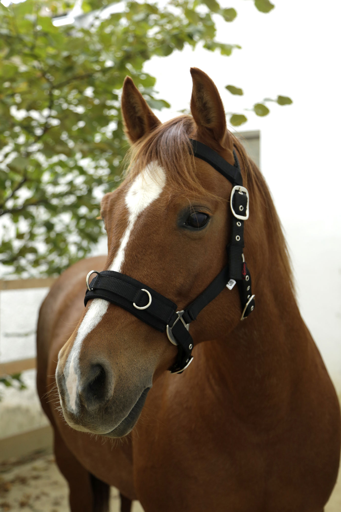 Covalliero Longierhalfter Kunststoff, schwarz