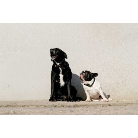 EQUITHÈME Hundehalsband und Leine "Max"