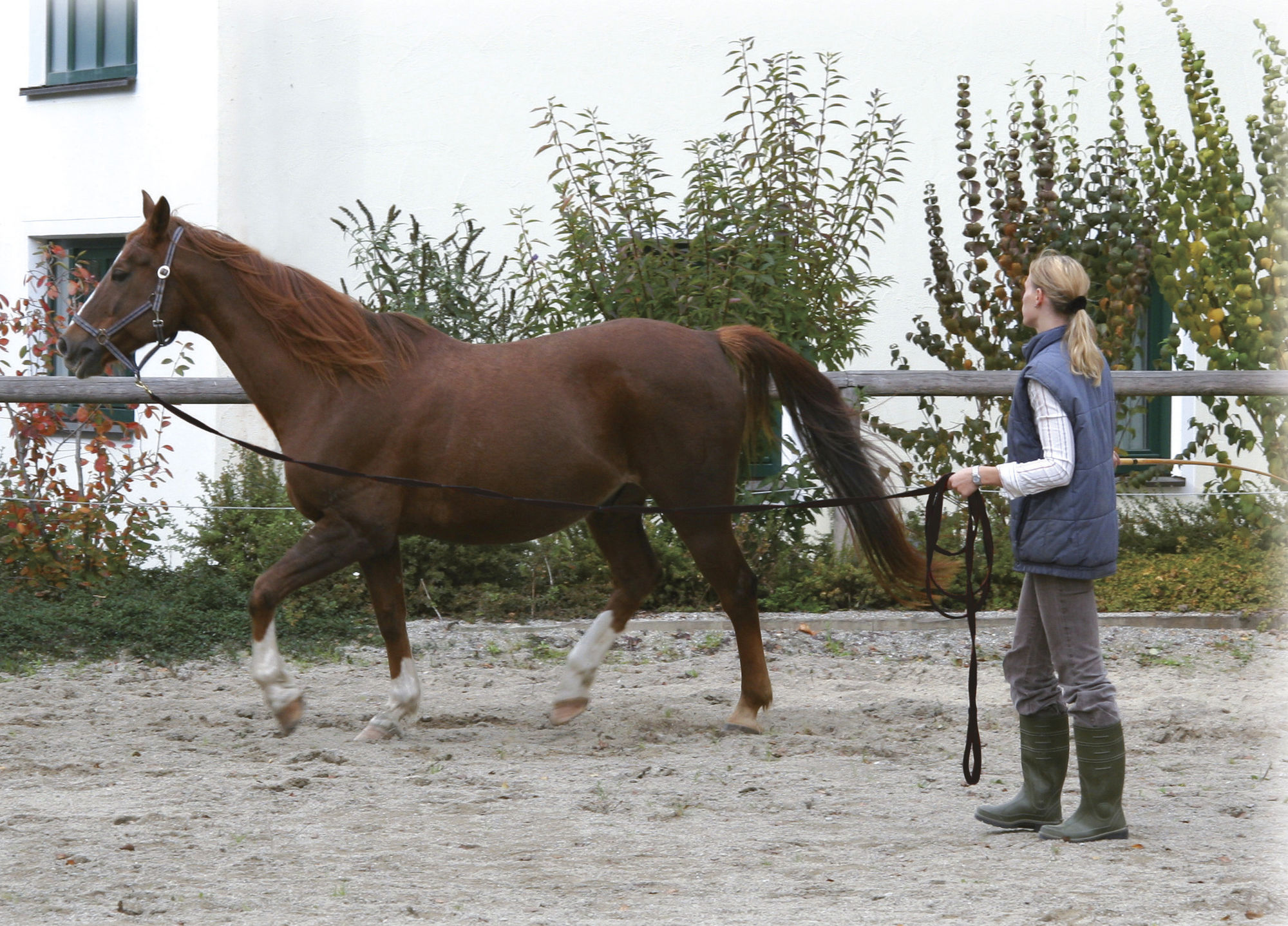 Covalliero Longierleine, 7,50 Meter, schwarz