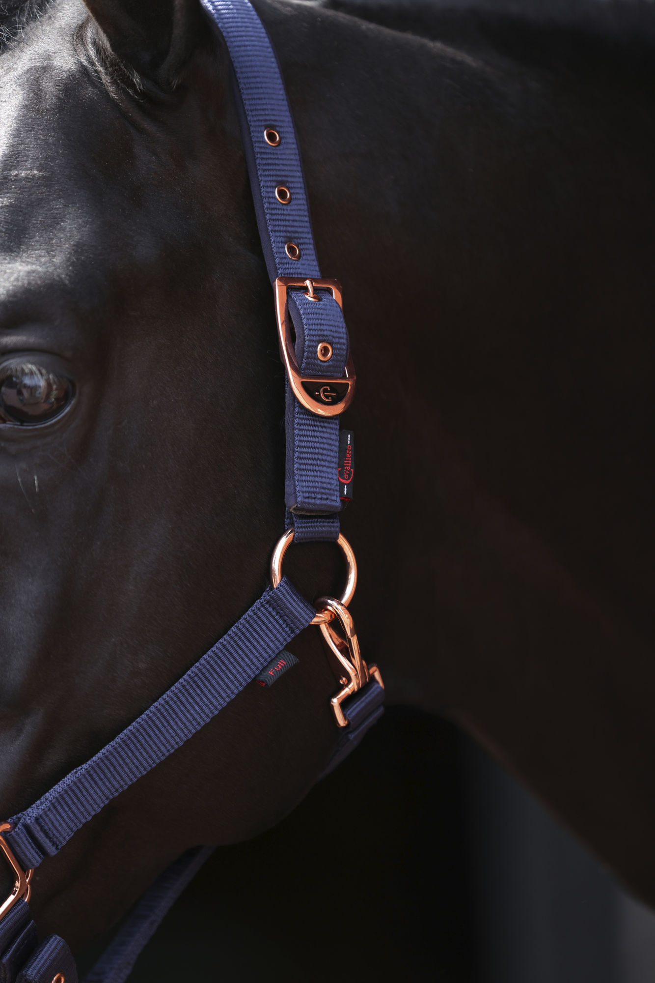 Covalliero Halfter Classy