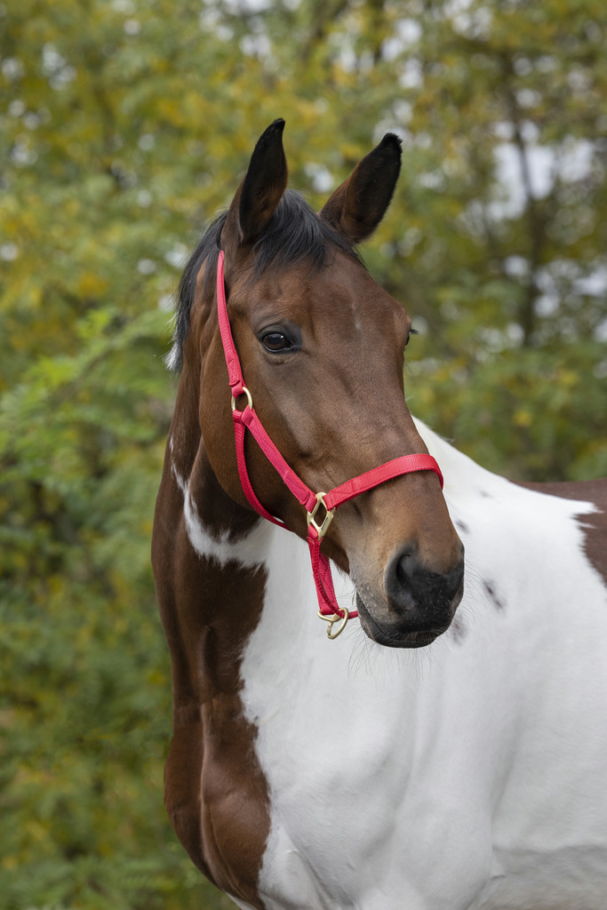 EQUITHÈME Nylonhalfter