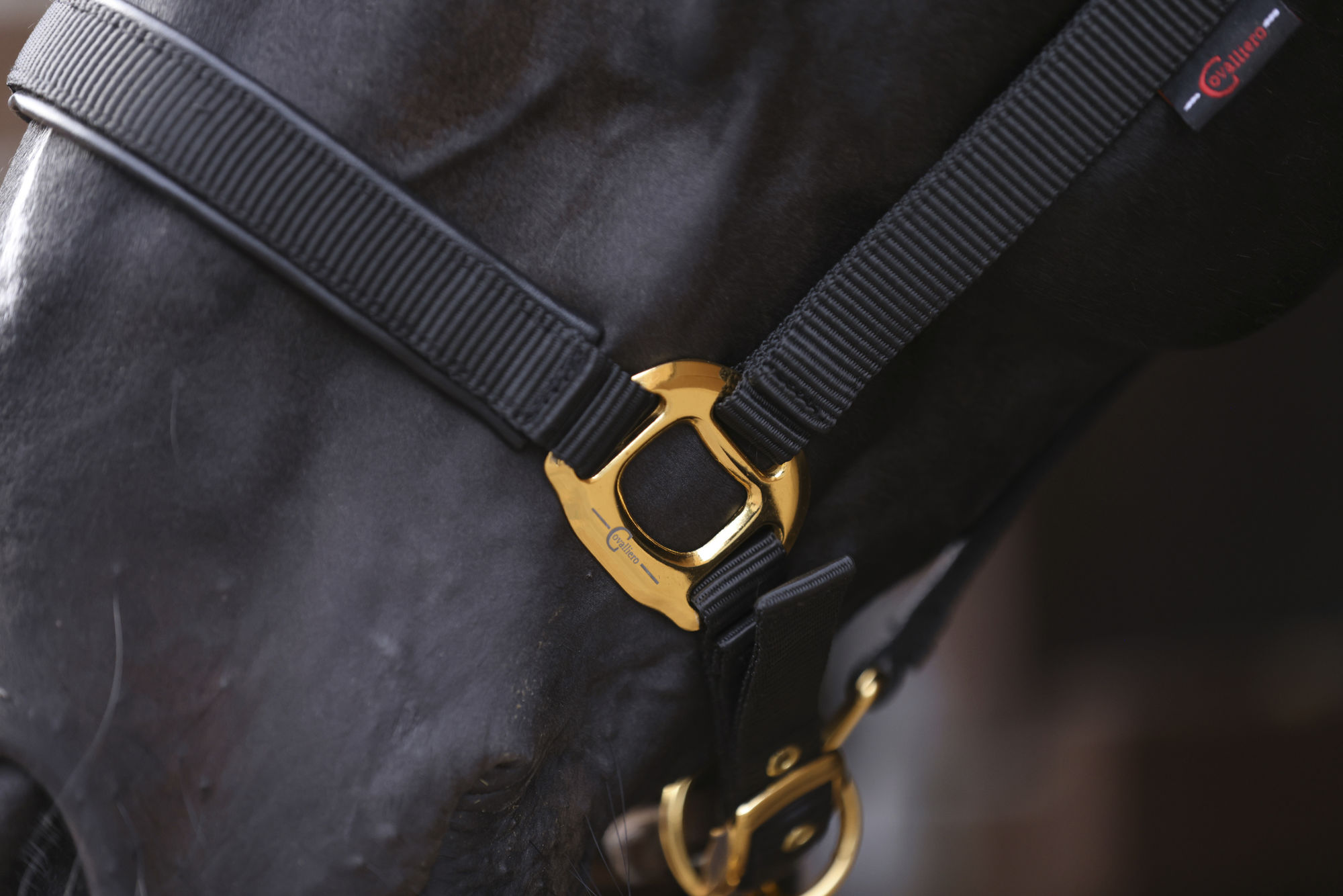 Covalliero Halfter TopLine