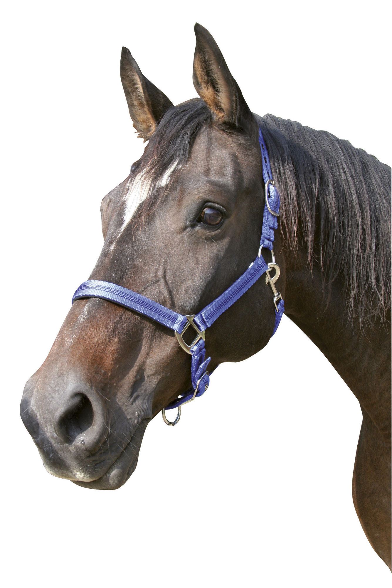 Covalliero Halfter Mustang, 2fach verstellbar