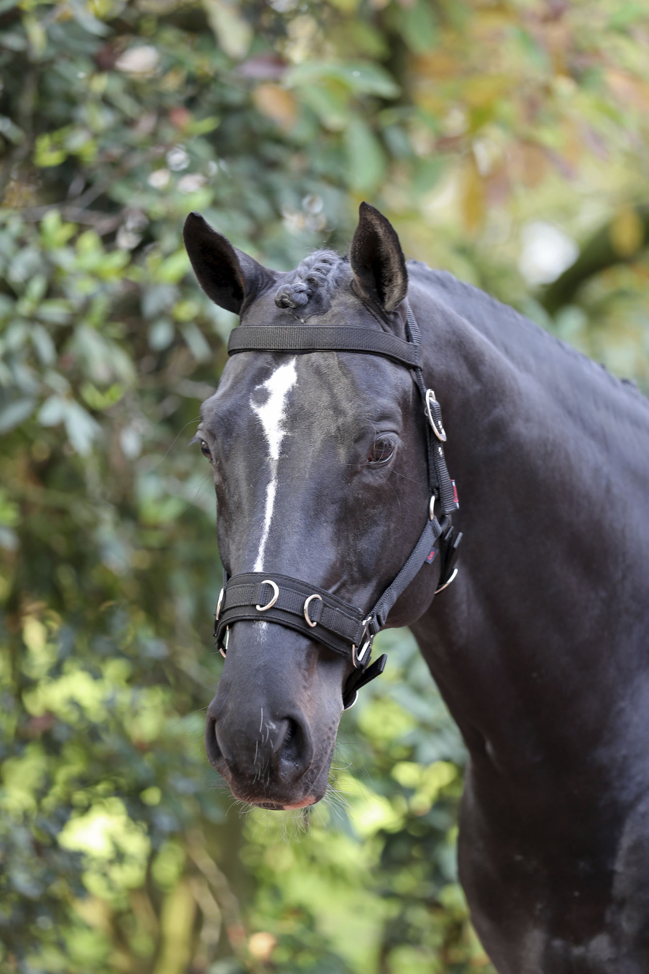 Covalliero Longierhalfter Kunststoff, schwarz