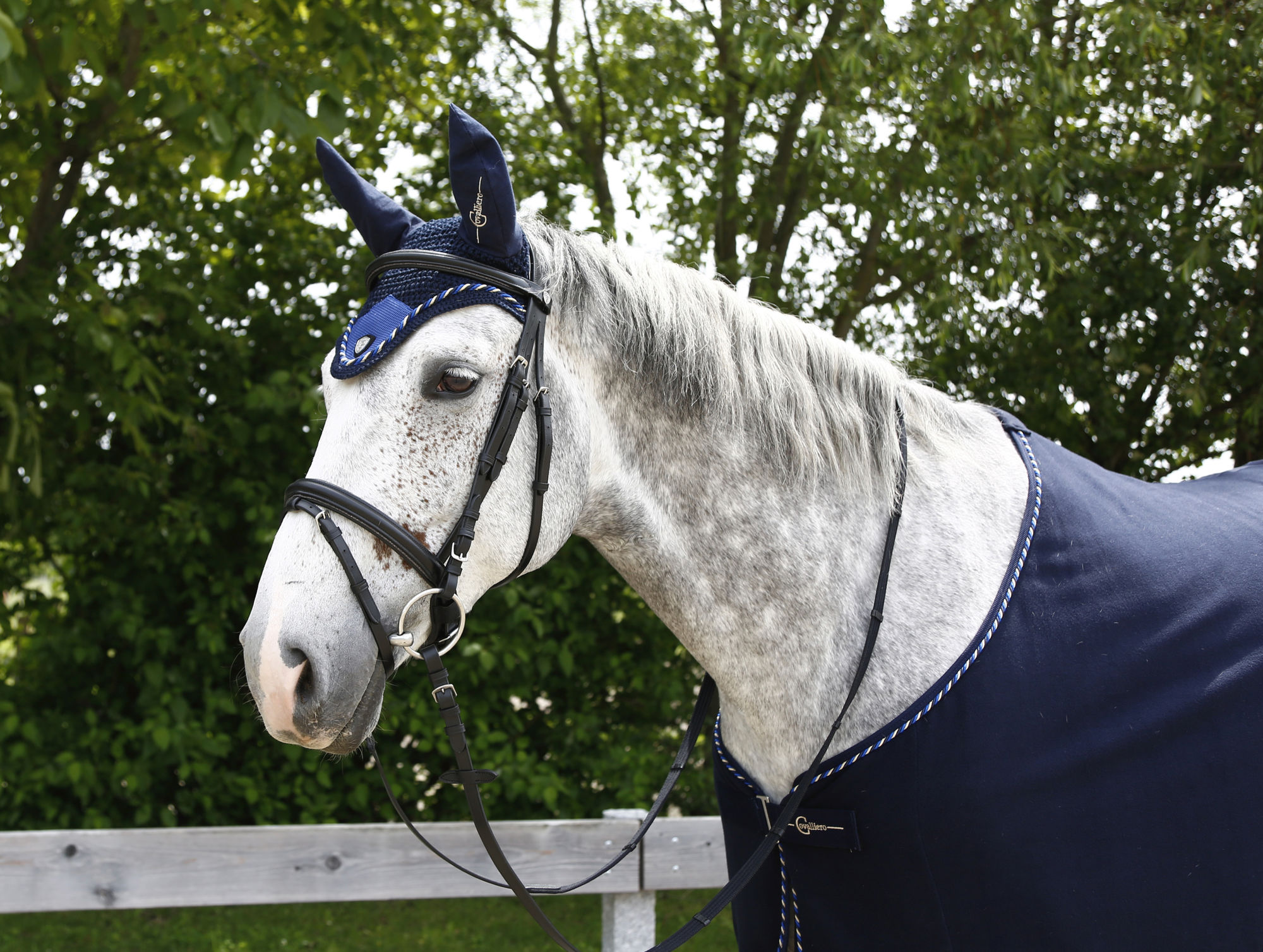 Covalliero Fliegenhaube Tampa, Full