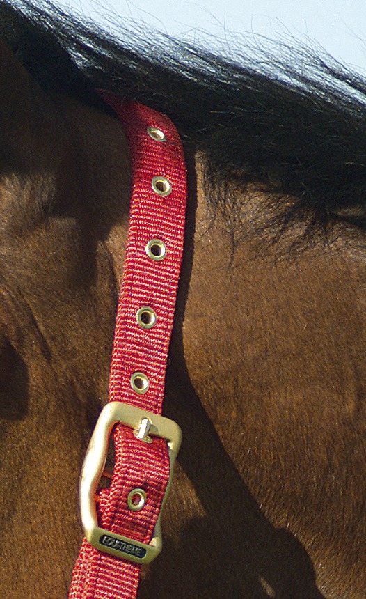 EQUITHÈME Nylonhalfter