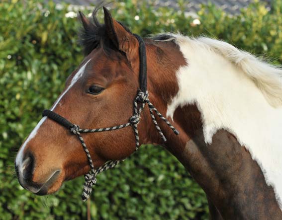 Knotenhalfter, rund gepolstert an Nase und Genick