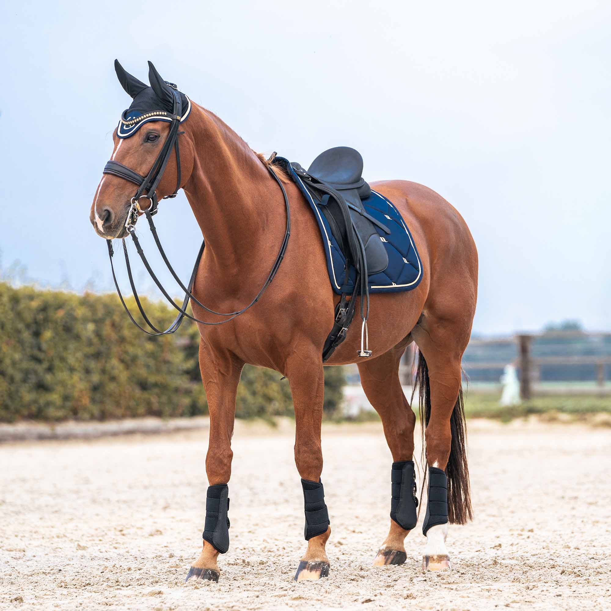 Back on Track Nights Collection Schabracke Dressur, Noble Blue