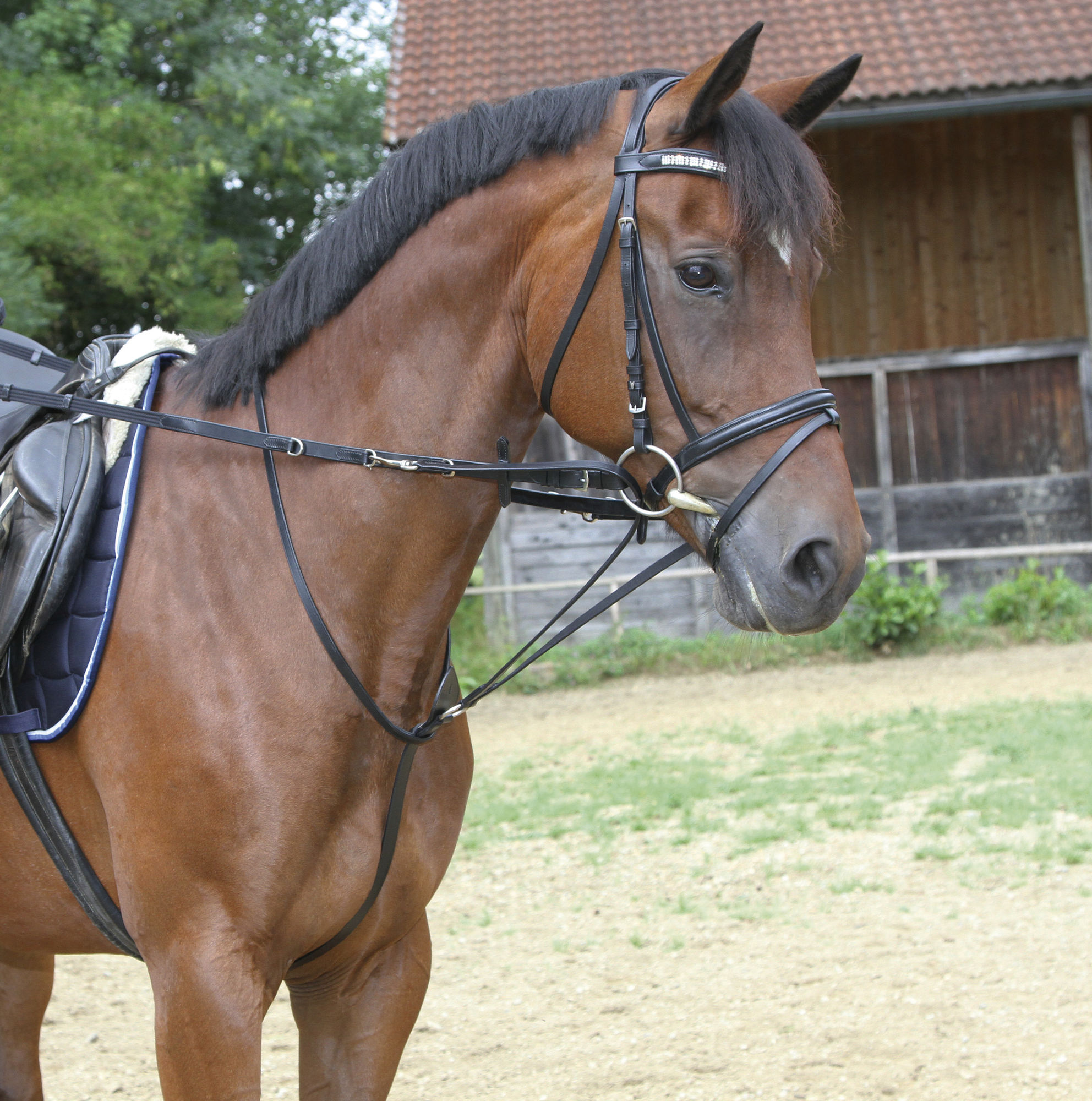 Covalliero Thiedemannzügel, schwarz