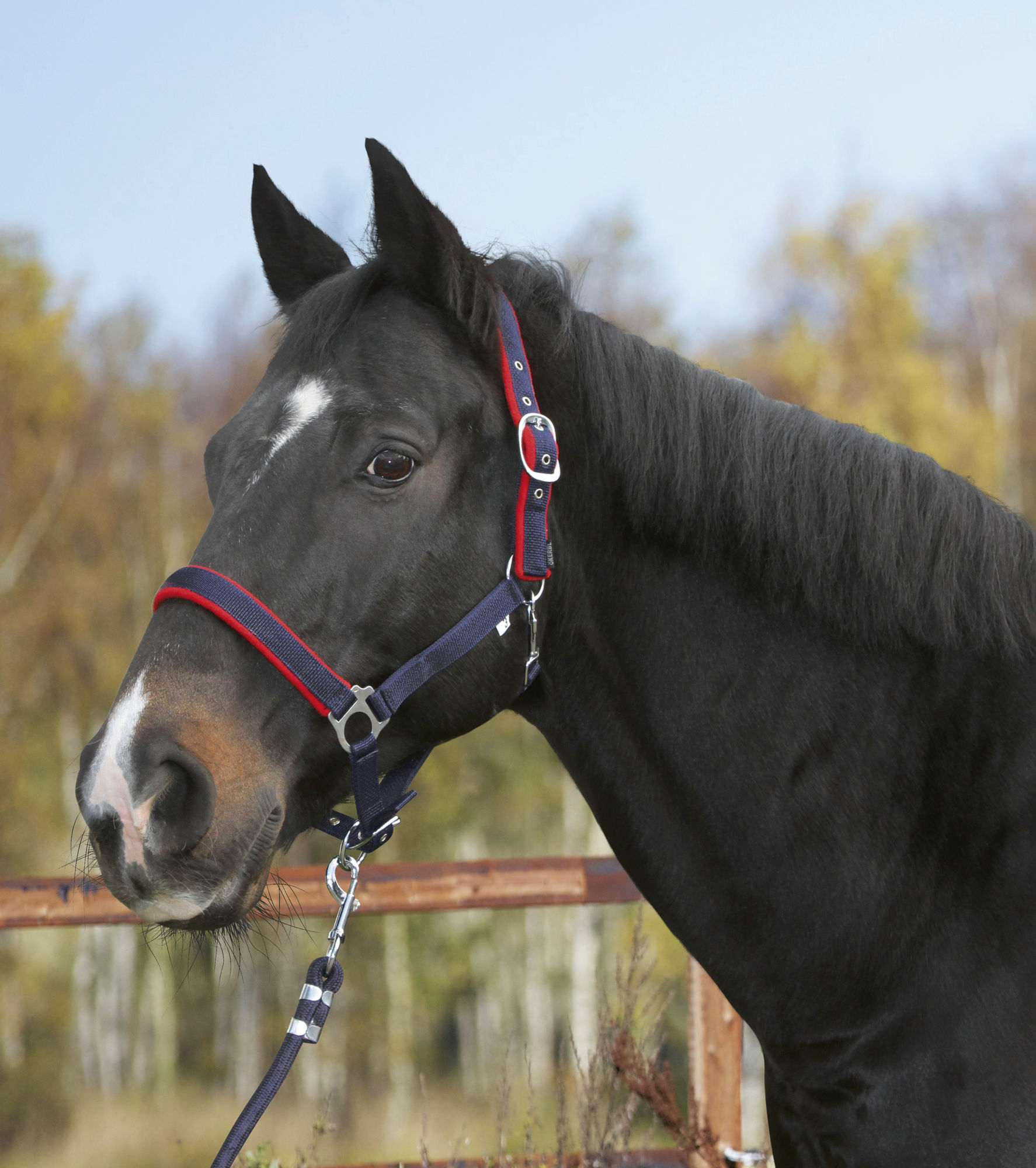 Covalliero Halfter Dexter, mit Fleecepolsterung