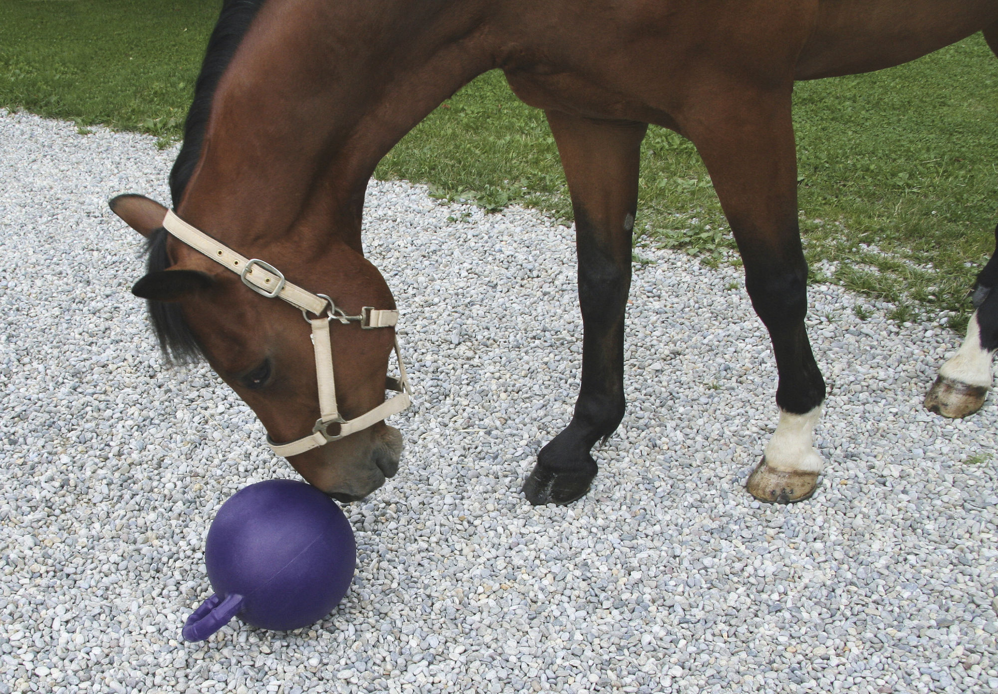 Pferdespielball, lila, mit Minzgeschmack