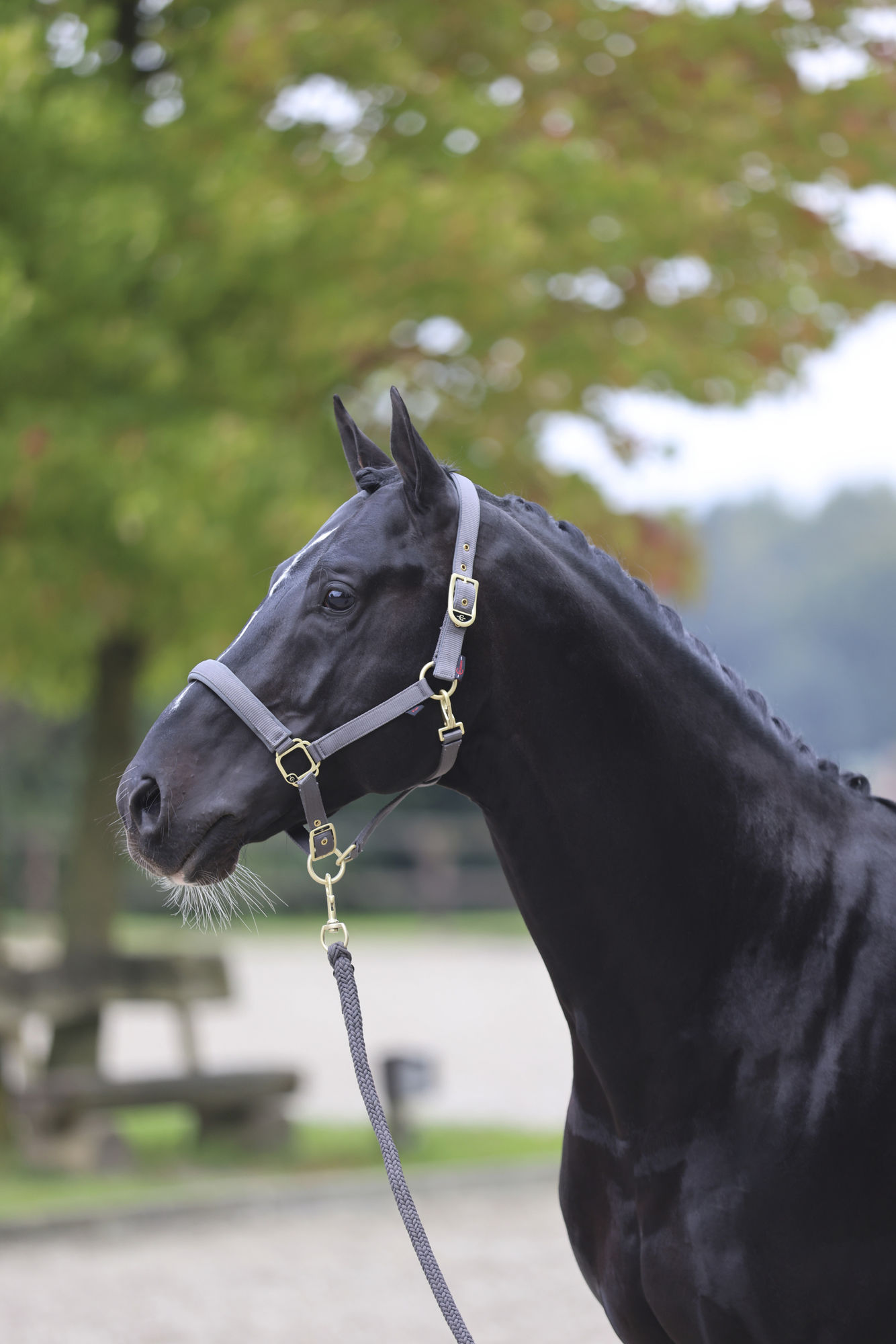 Covalliero Halfter Classy