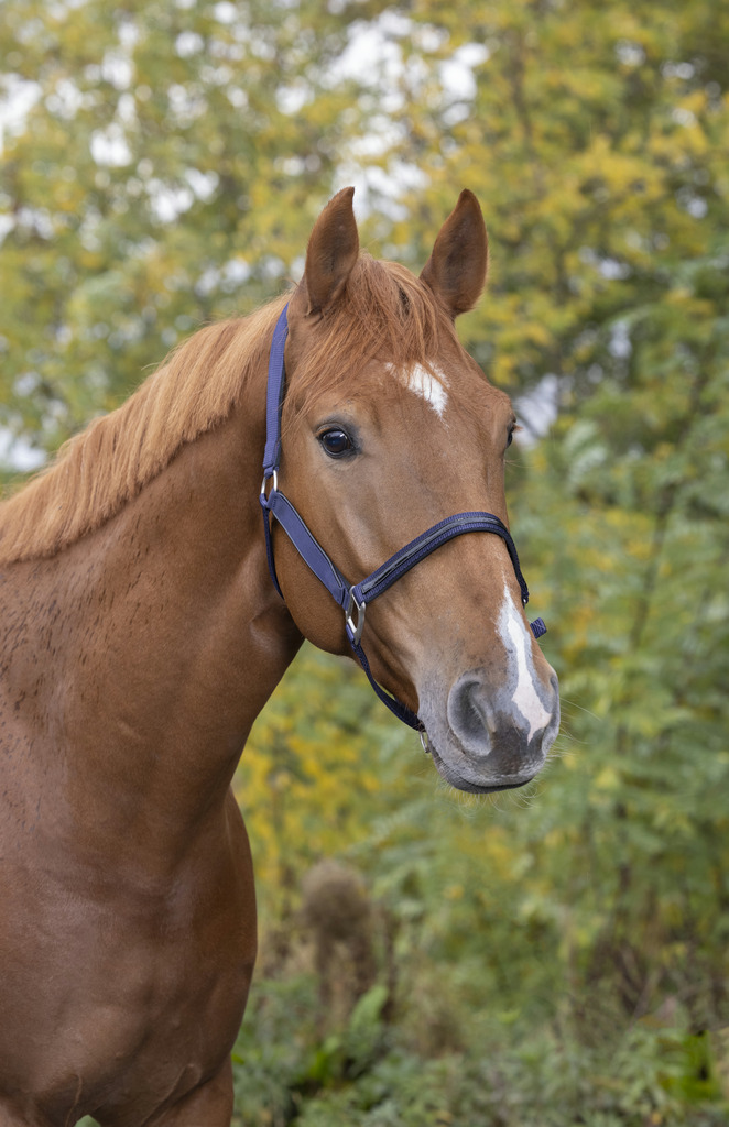 EQUITHÈME "Trend" Halfter