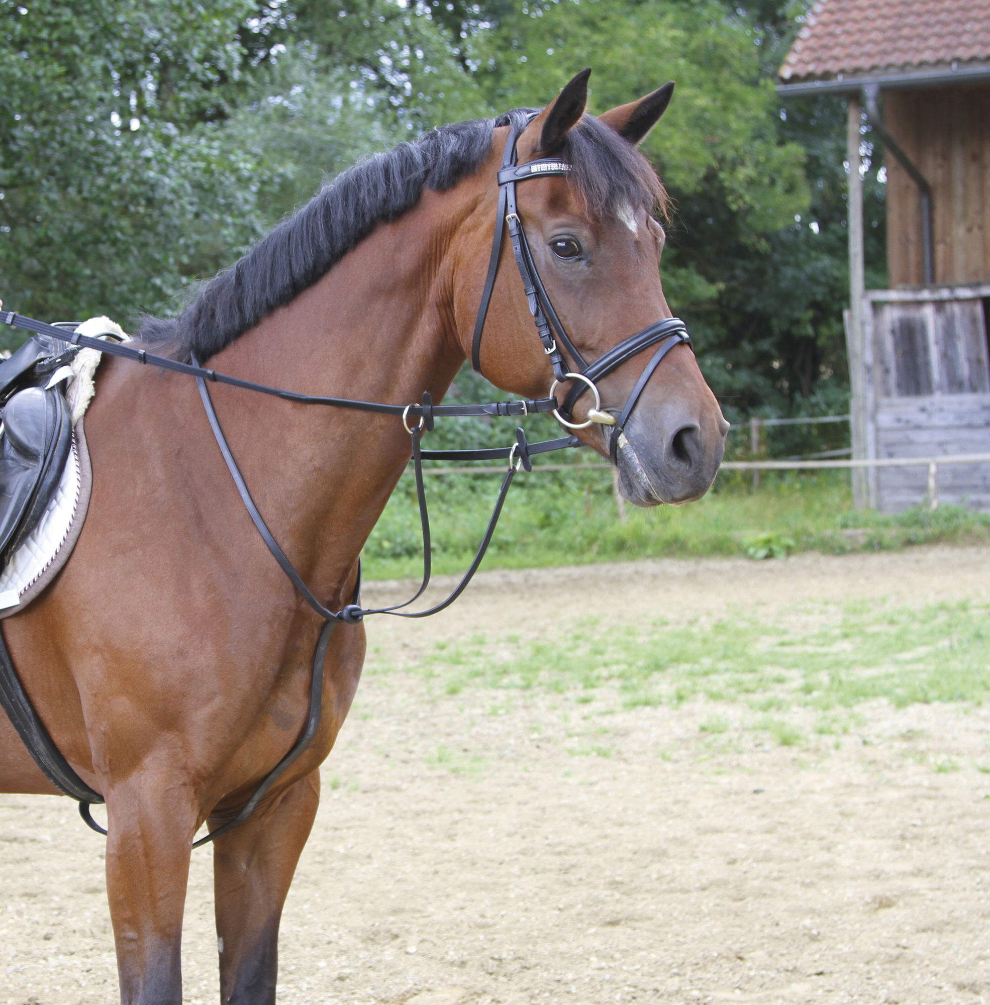 Covalliero Martingal, schwarz, inkl. Stopper