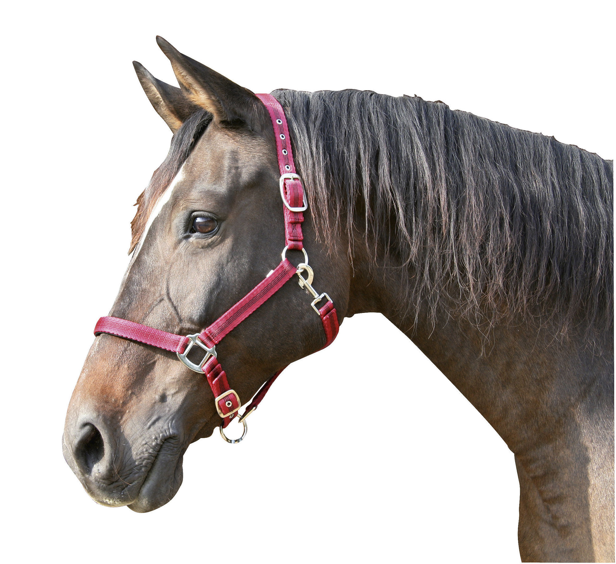 Covalliero Halfter Mustang, 2fach verstellbar
