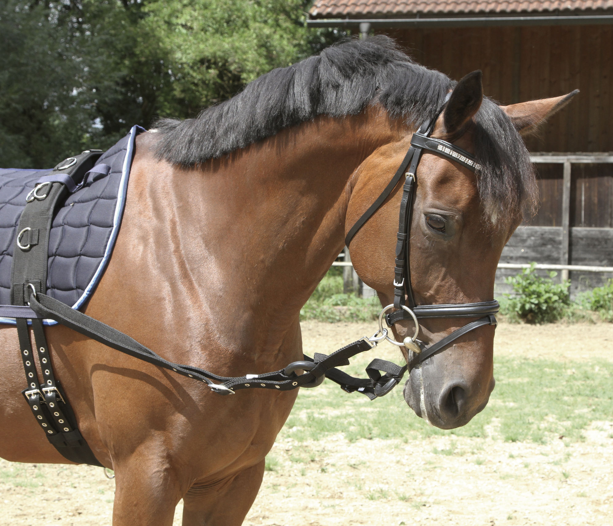 Covalliero Ausbindezügel, schwarz