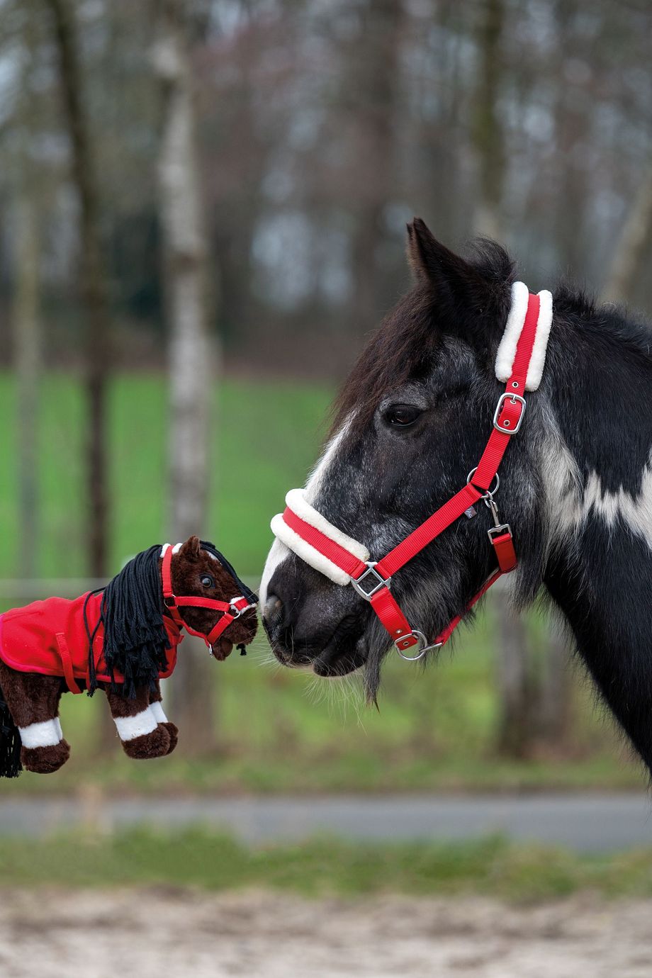 HKM Starterset Cuddle Pony verschiedene Farben