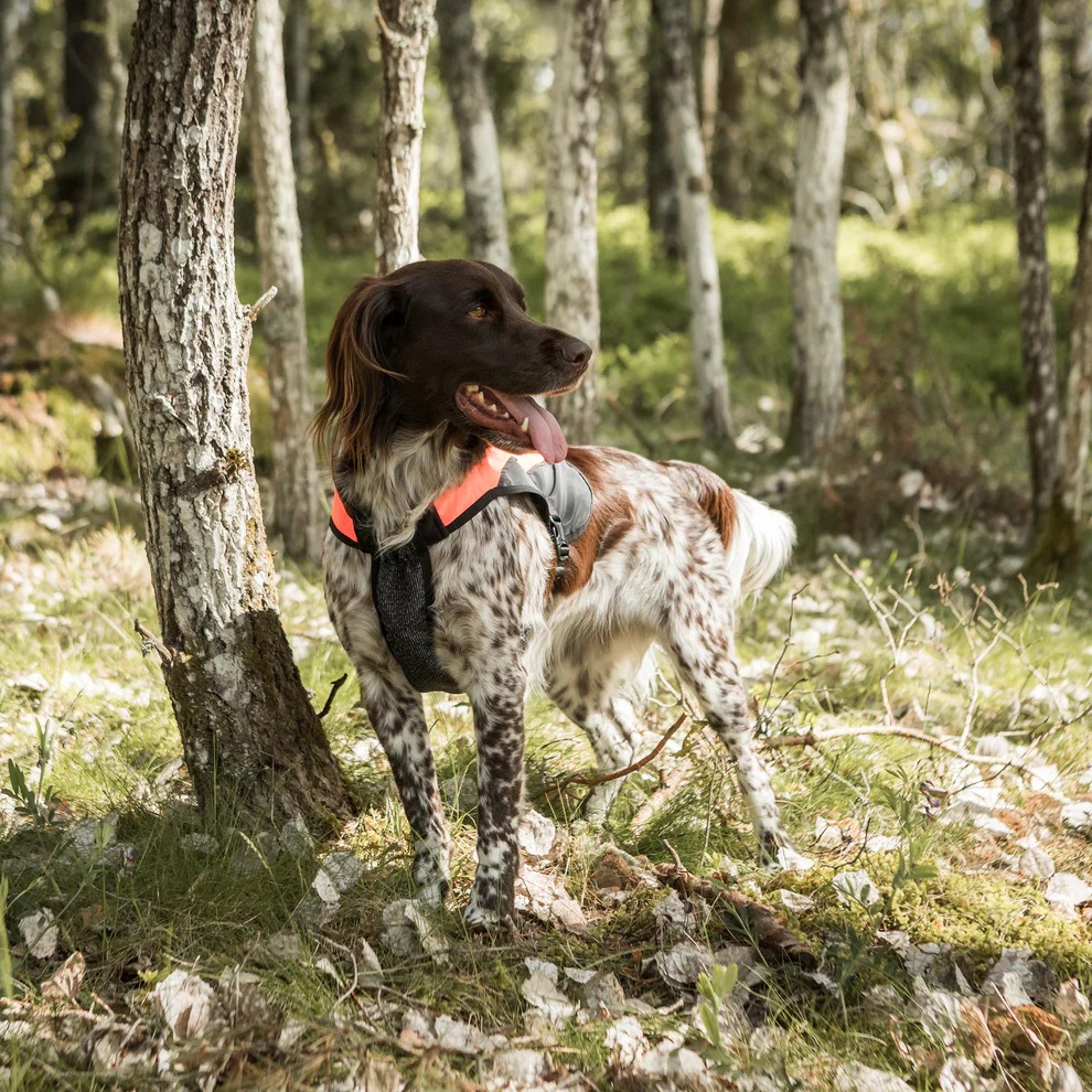 Back on Track Hunde-Brustschutzweste TRAKK