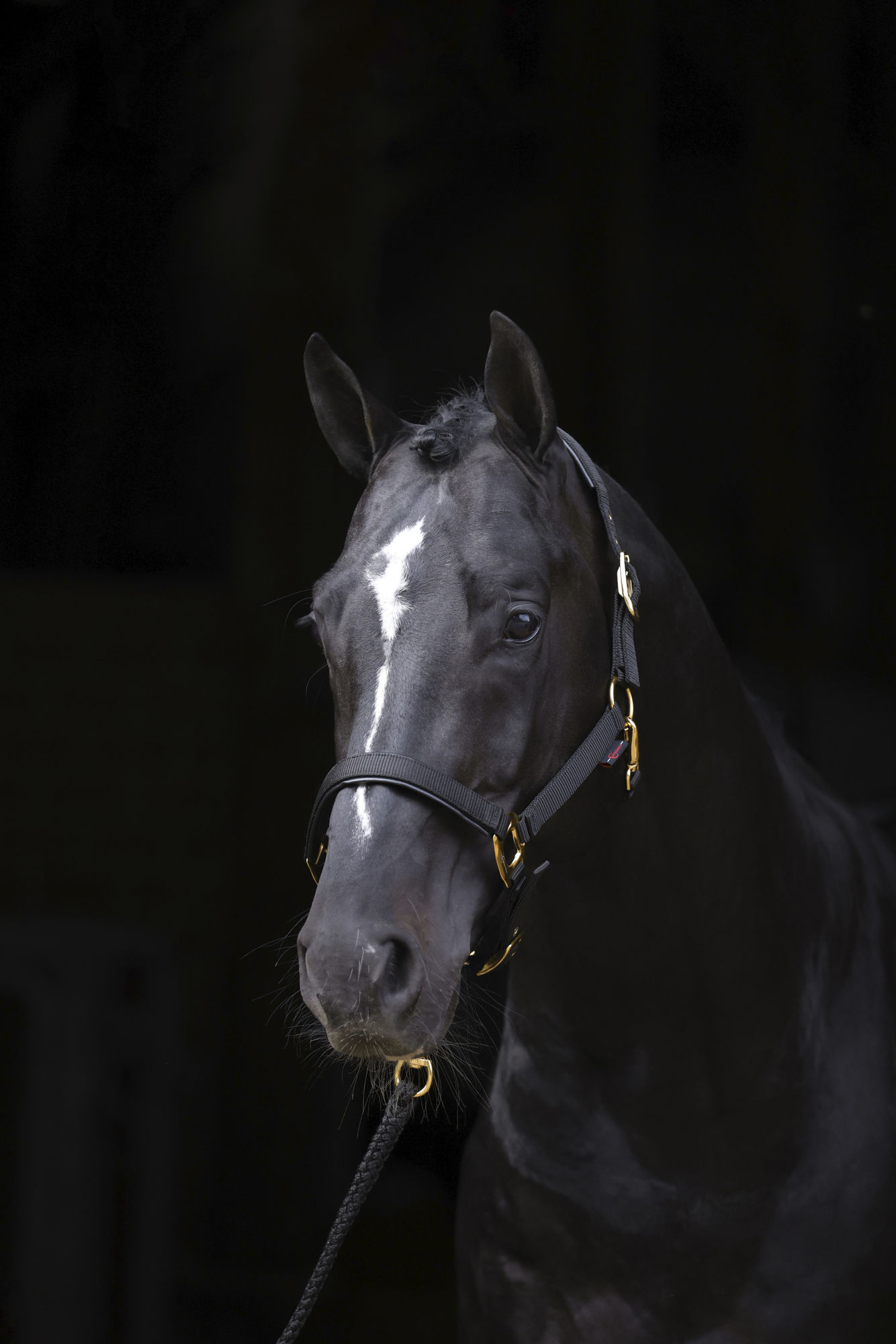 Covalliero Halfter TopLine