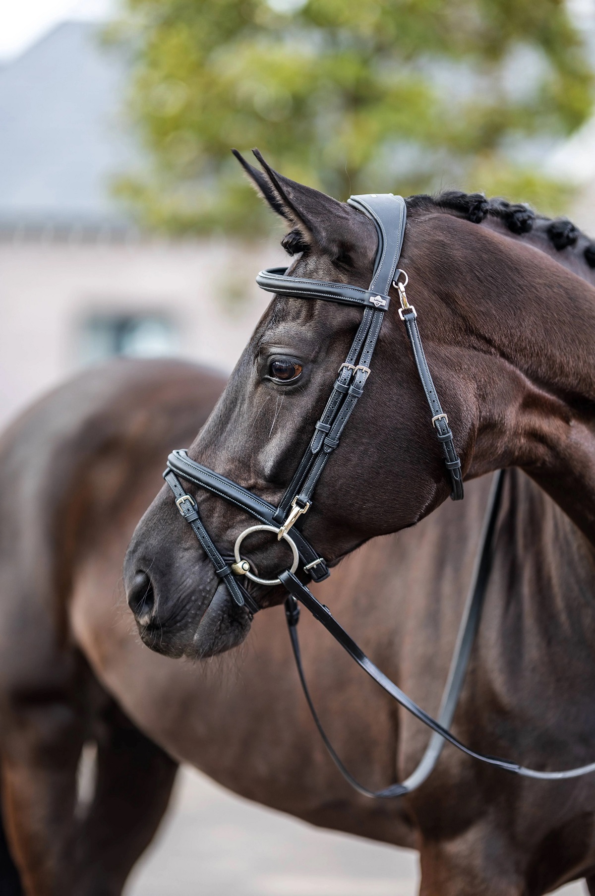 LeMieux Work Bridle, Arbeitstrense, Trense