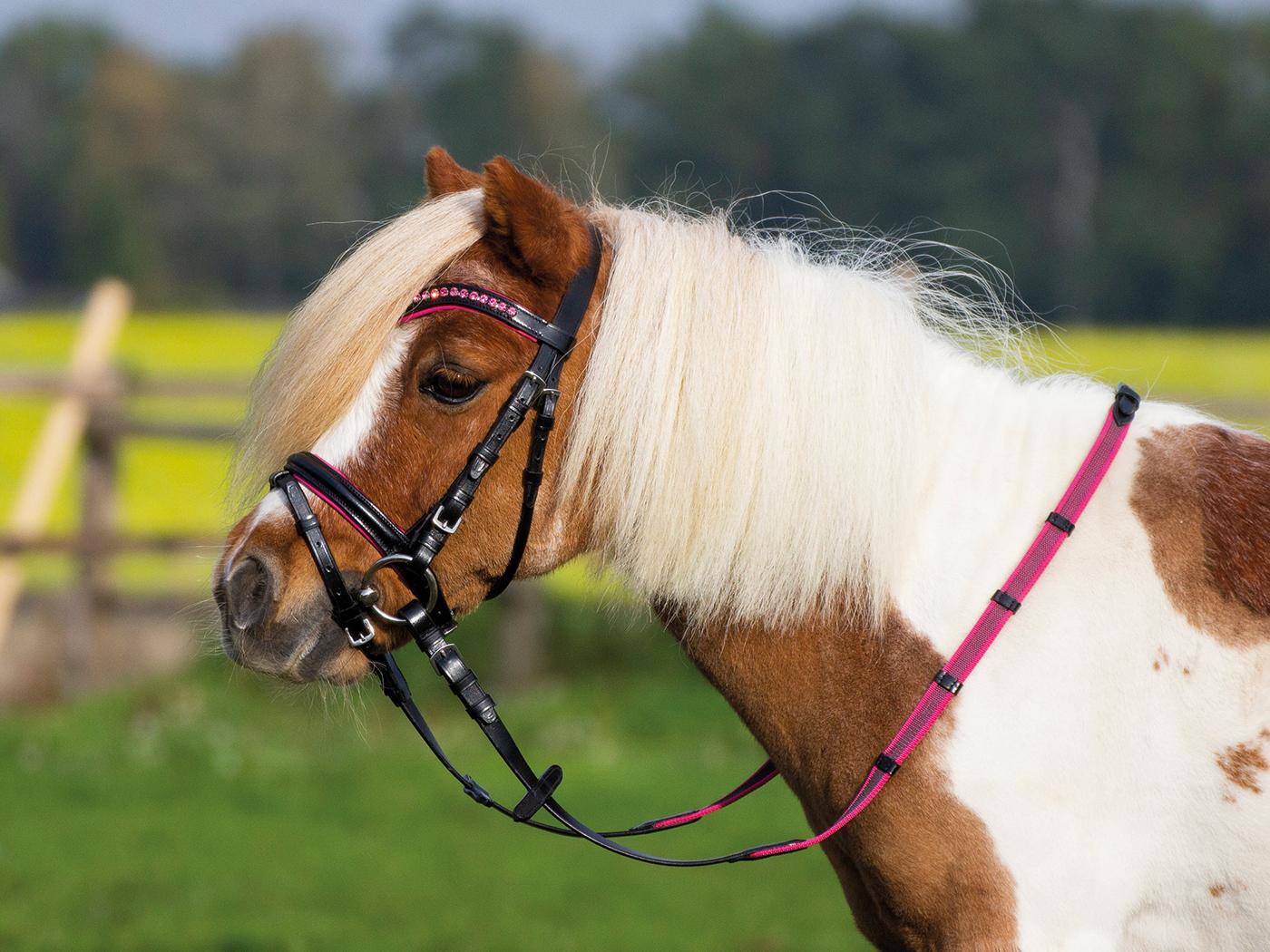 BUSSE Trense Sonny, inkl. Zügel, Minishetty, Shetty