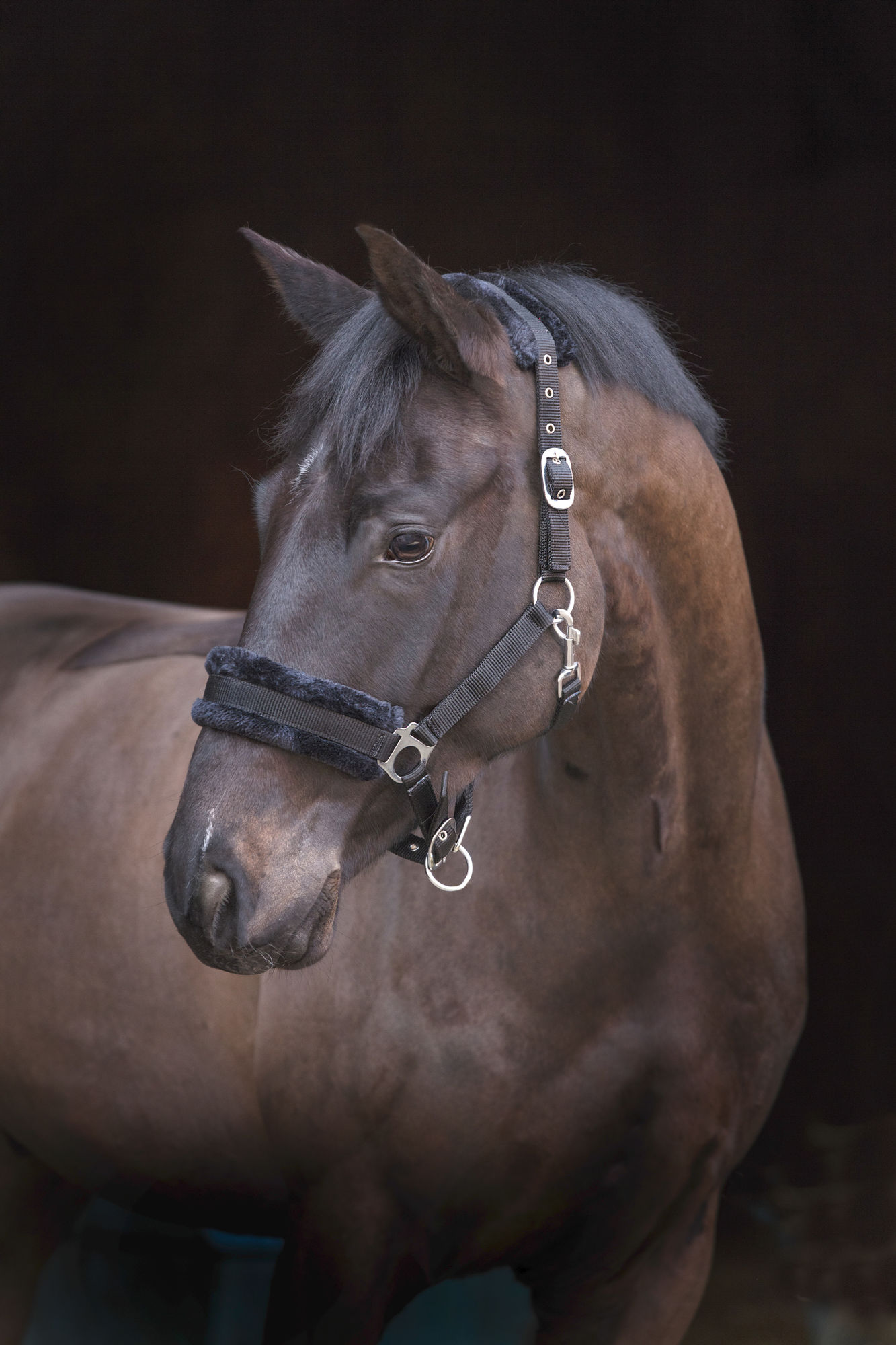 Covalliero Halfter mit Webpelz