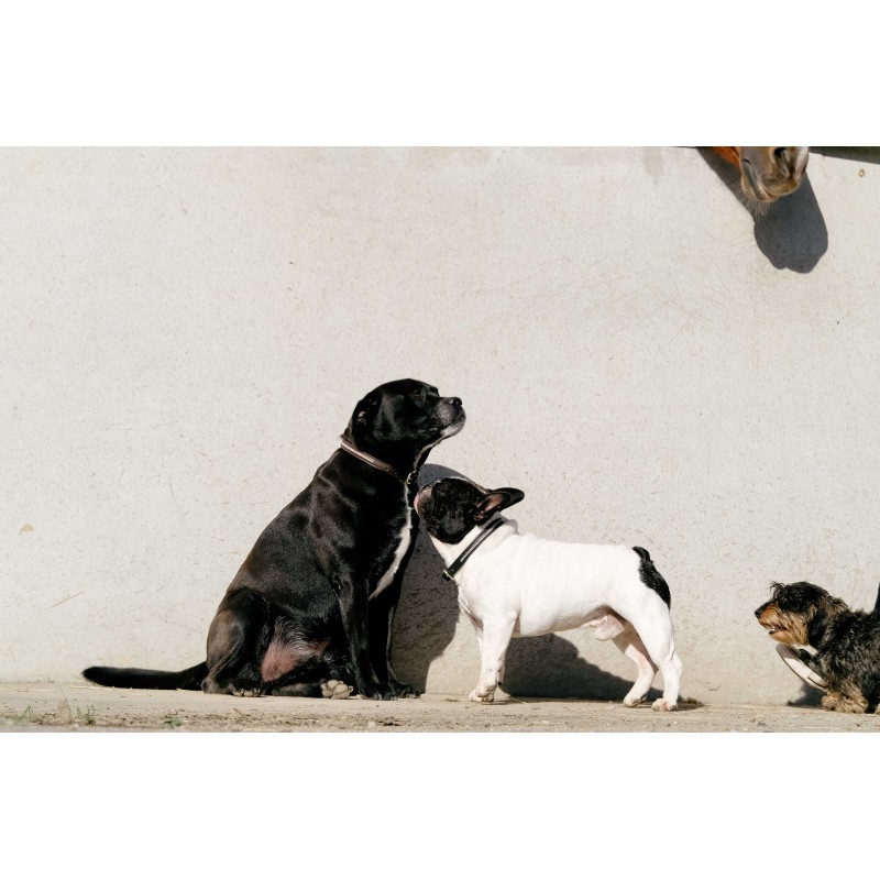 EQUITHÈME Hundehalsband und Leine "Max"