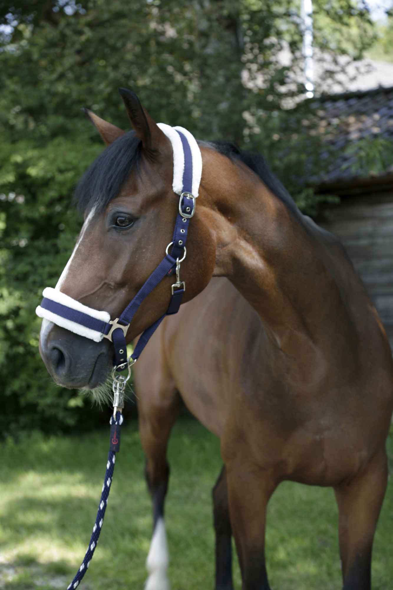 Covalliero Halfter mit Webpelz
