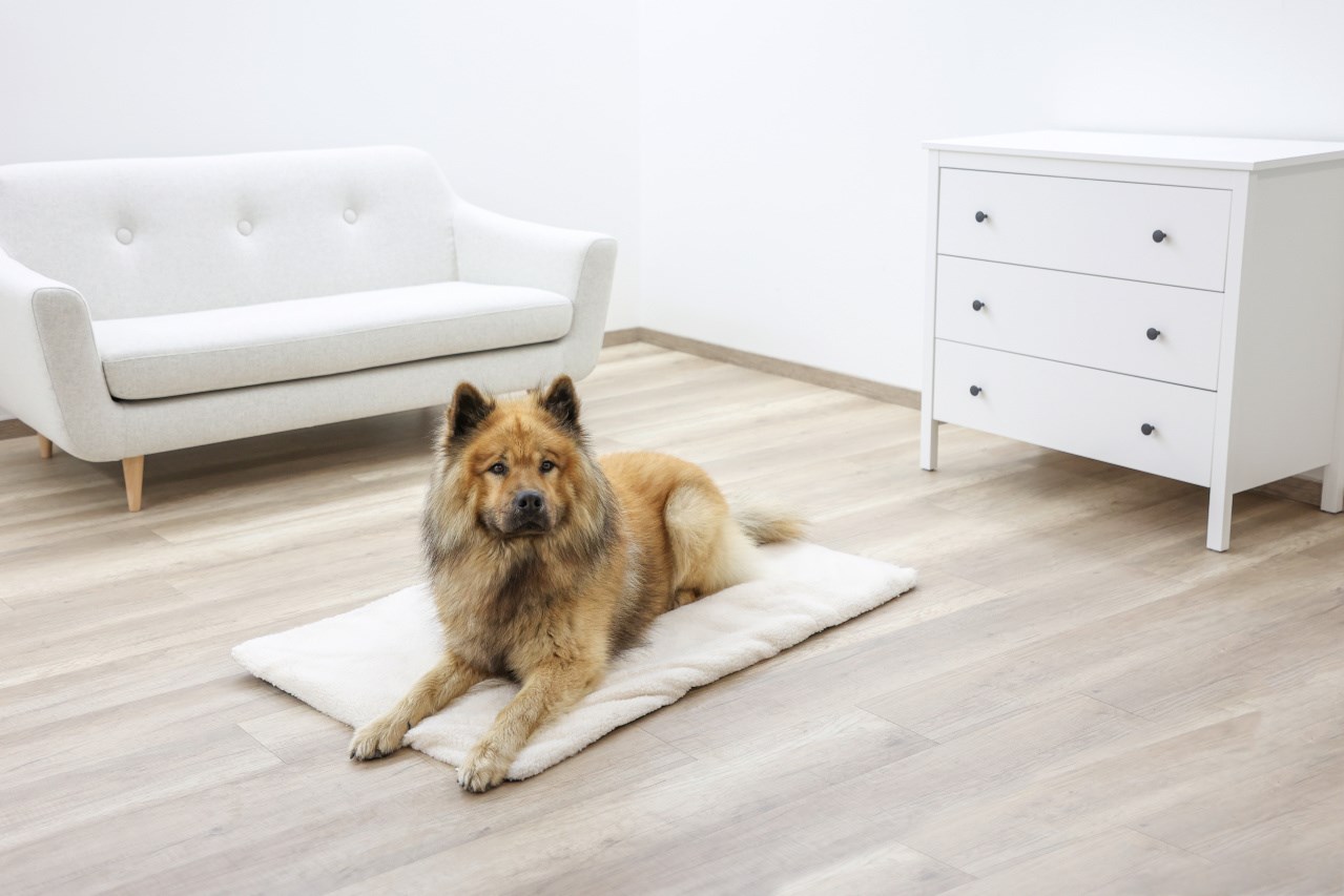 Kerbl  Liegekissen Theo, beige