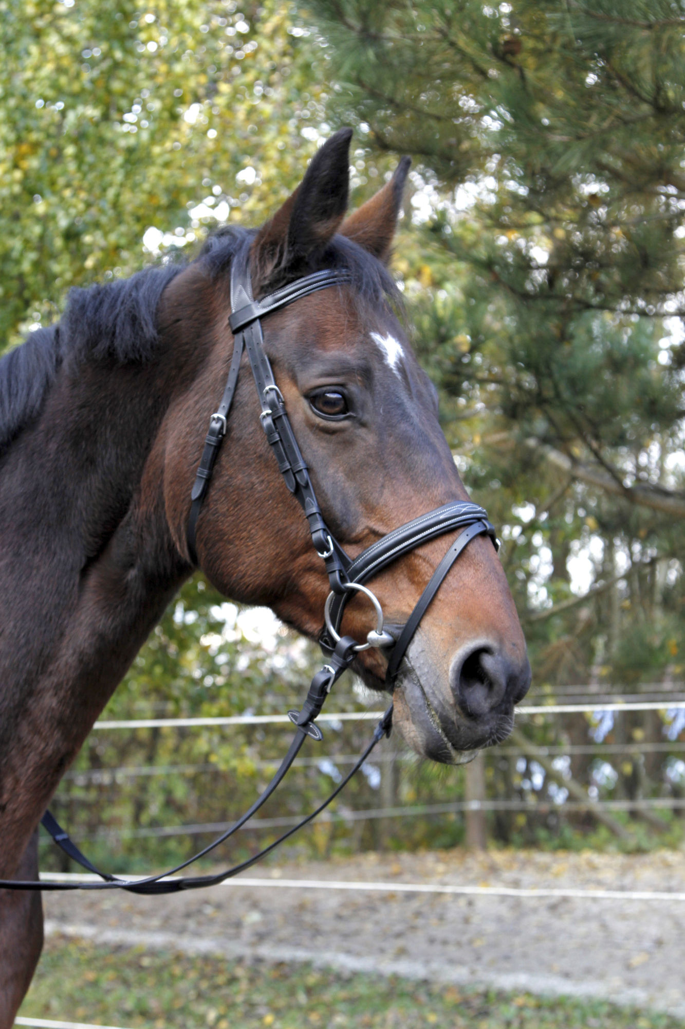 Covalliero Trensenzaum Classic, Leder, schwarz