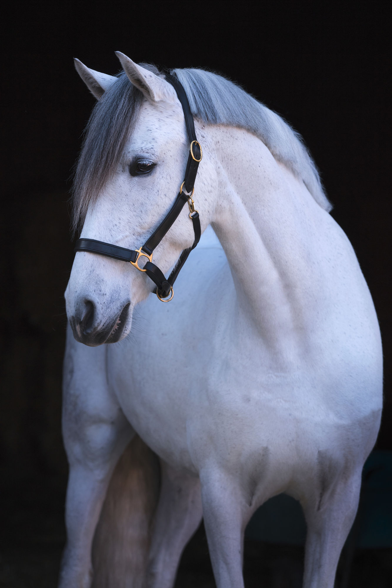 Covalliero Halfter Eco, Leder