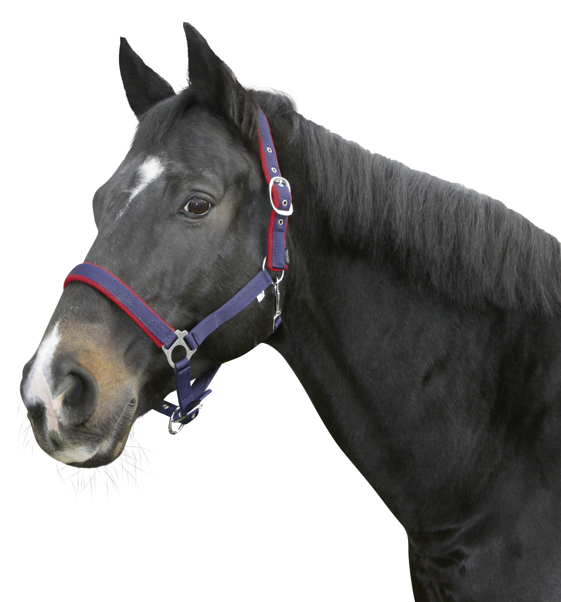 Covalliero Halfter Dexter, mit Fleecepolsterung