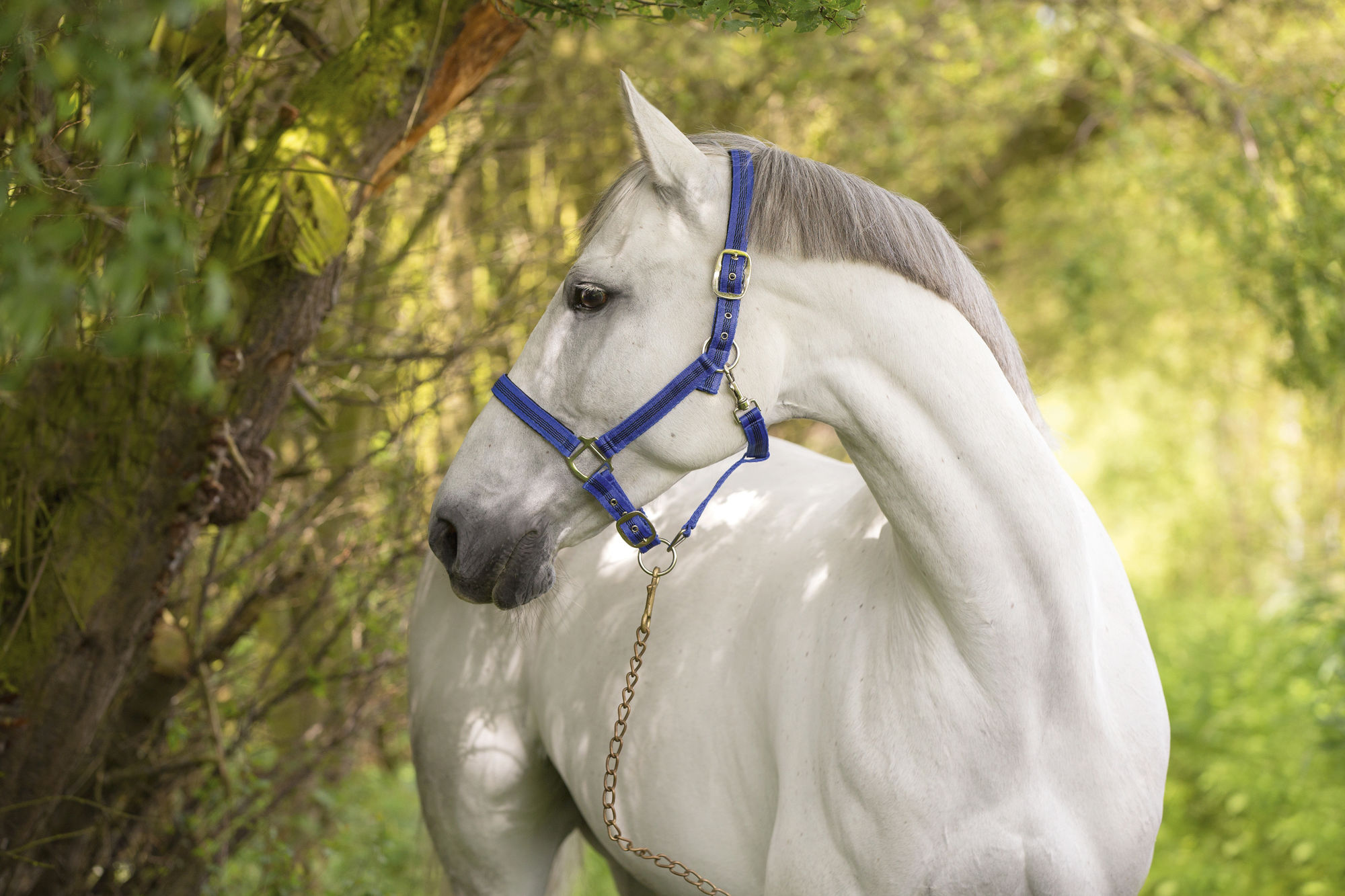 Covalliero Halfter Mustang, 2fach verstellbar