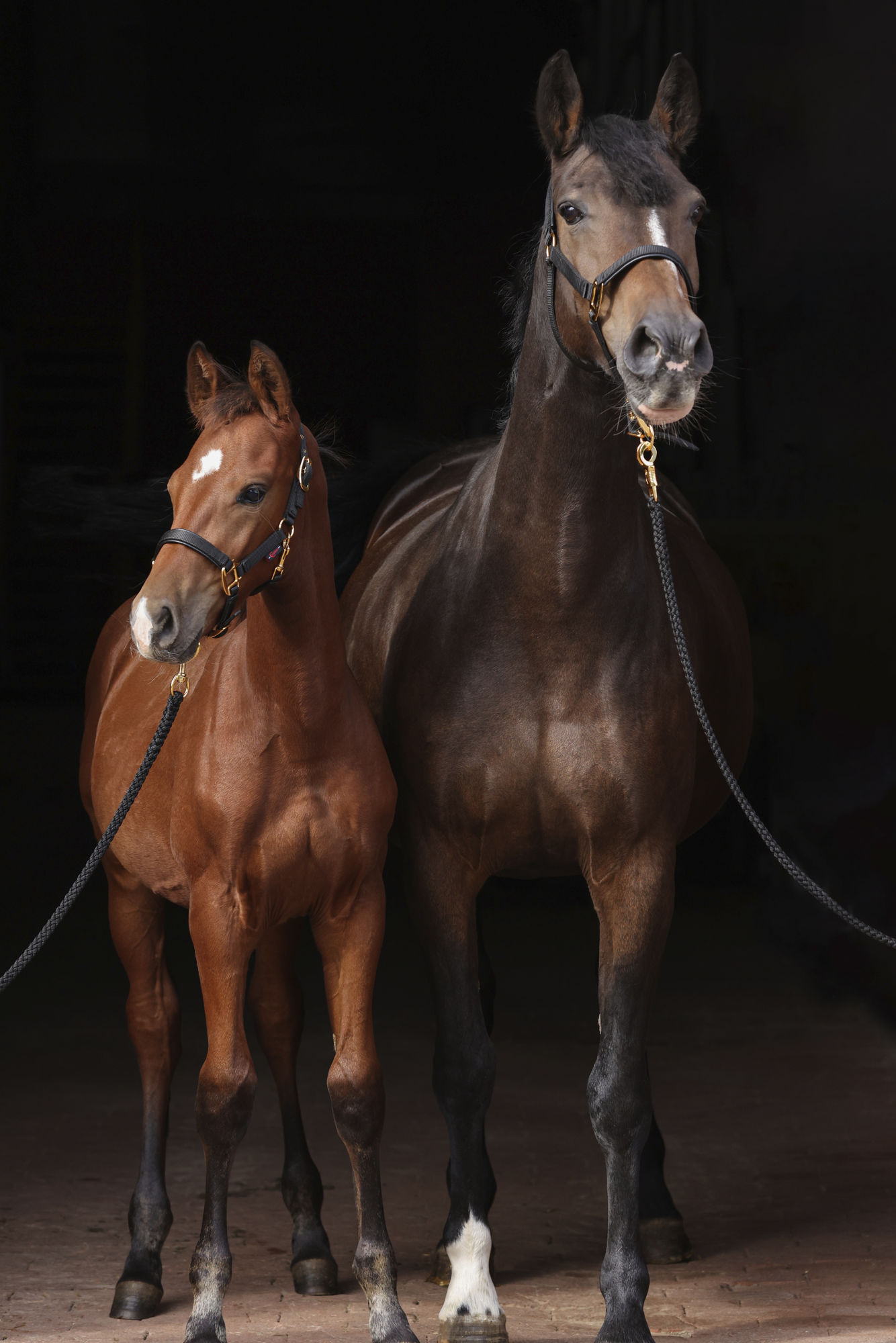 Covalliero Halfter TopLine