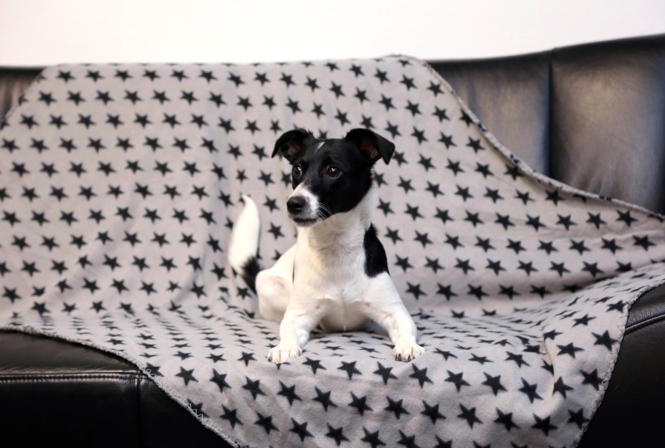 Kerbl Hundedecke "Stella"