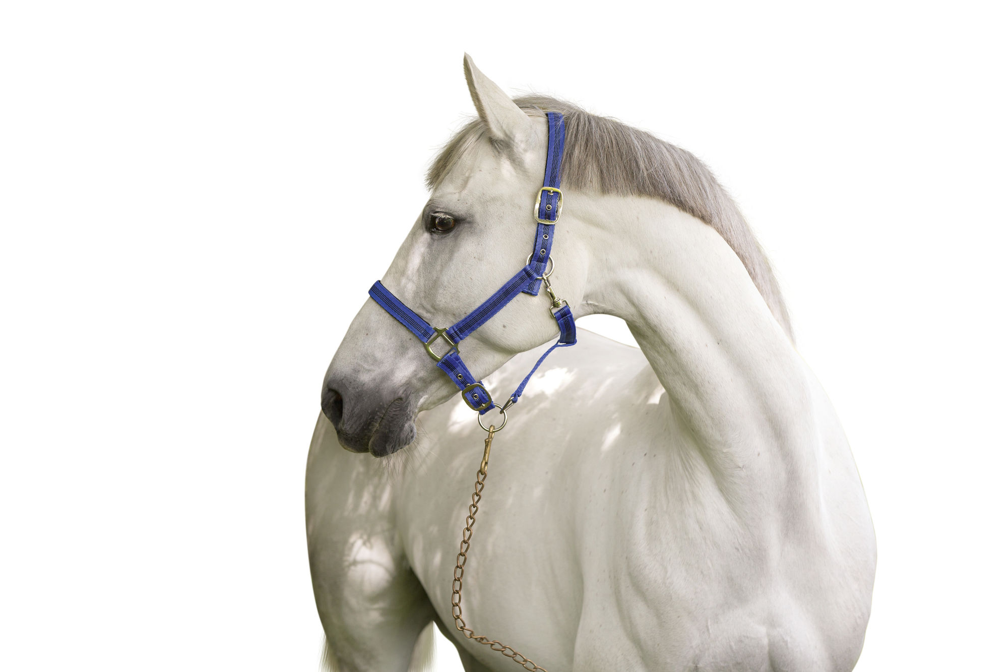 Covalliero Halfter Mustang, 2fach verstellbar